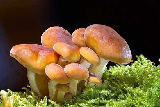 How Long Do Mushrooms Last