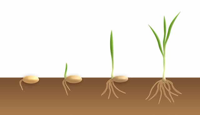 How Long Does It Take for Seeds to Sprout