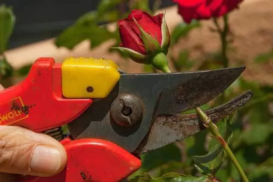 How to Cut Back Overgrown Rose Bushes 2