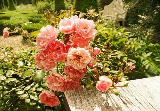 how-to-cut-back-overgrown-rose-bushes-in-4-simple-steps