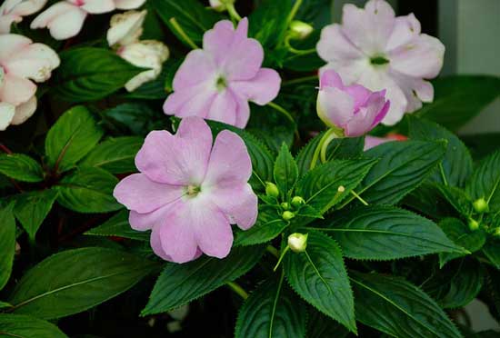 Impatiens Walleriana Busy Lizzie - Flowers That Start With I