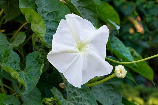 Ipomoea Alba Moonflower - Flowers That Start With I