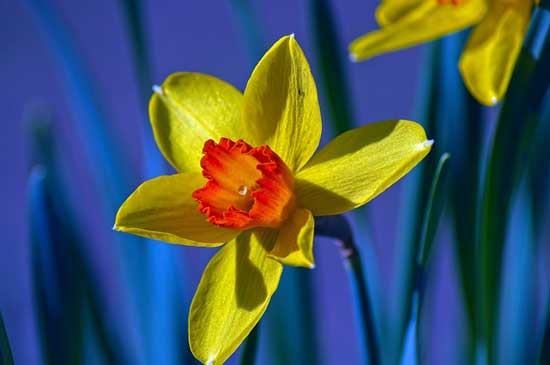 Jonquil Narcissus Jonquilla - Flowers That Start With J