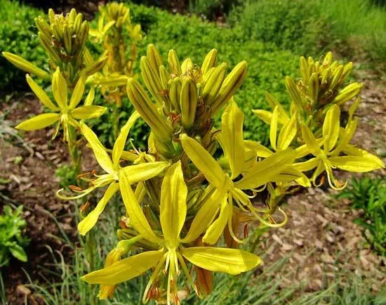 King Spear Asphodeline Lutea - Flowers That Start With K