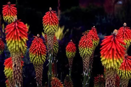 Kniphofia Uvaria Red Hot Poker - Flowers That Start With K