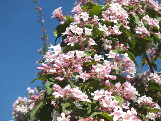 Kolkwitzia Amabilis Beauty Bush - Flowers That Start With K