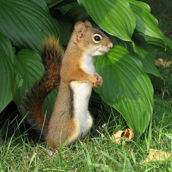 North American Red Squirrel eats hosta - What Animals Eat Hostas