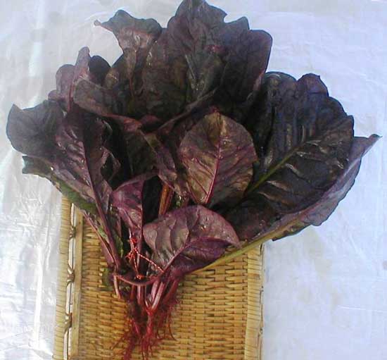 Red Spinach - Types of Spinach