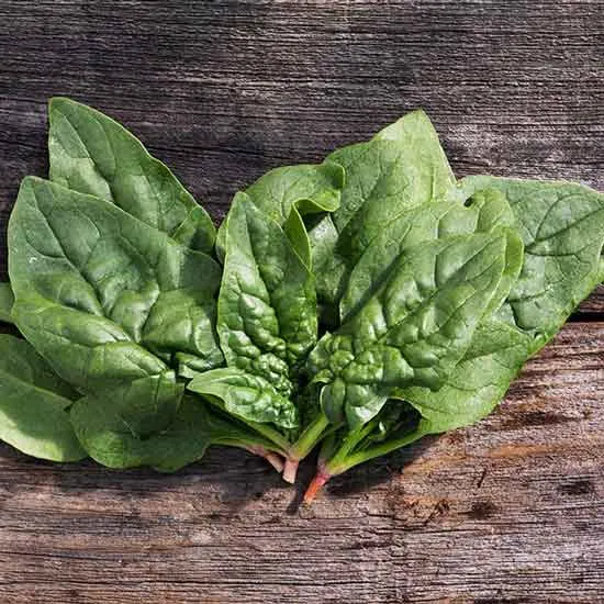 15 Amazing and Popular Varieties of Spinach (#1 Types of Spinach) 6