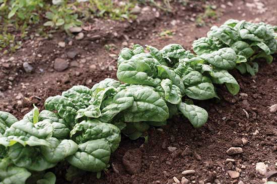 15 Amazing and Popular Varieties of Spinach (#1 Types of Spinach) 2