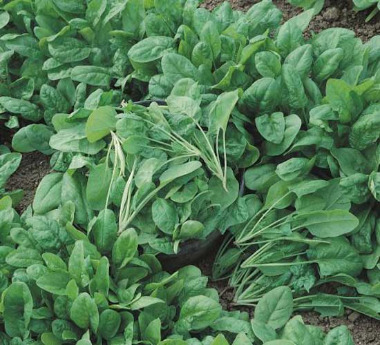 15 Amazing and Popular Varieties of Spinach (#1 Types of Spinach) 7