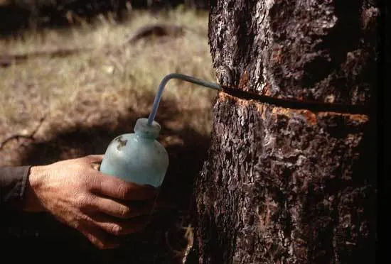 Applying herbicide to the tree - How to Kill a Tree