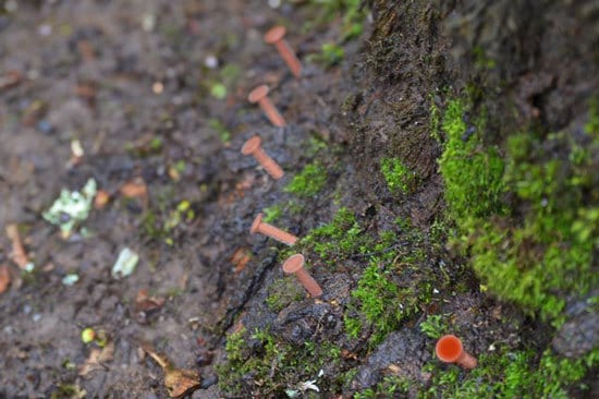 Copper nails kill tree