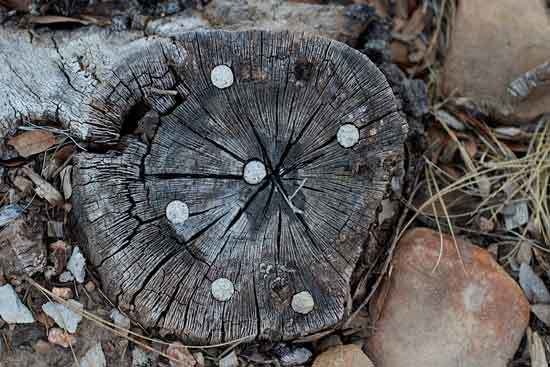 Drill Holes in Tree Roots