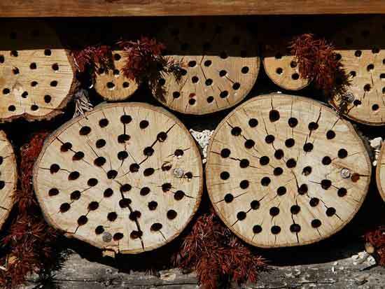 Drill holes in the stump - How to Kill a Tree Stumps
