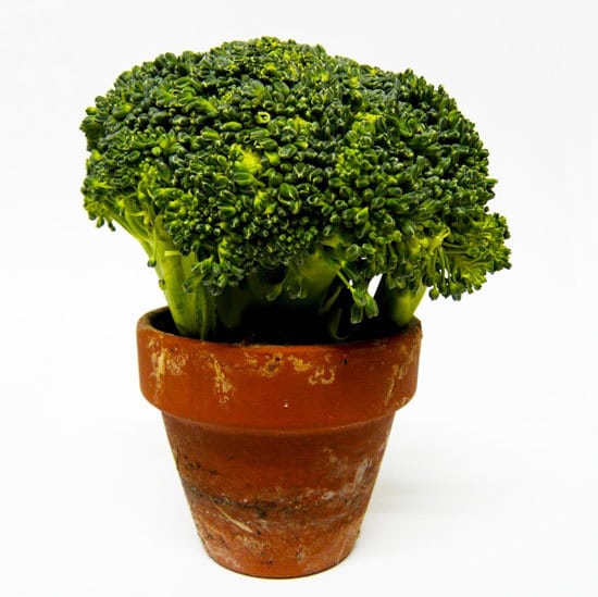 How To Grow Broccoli Indoors
