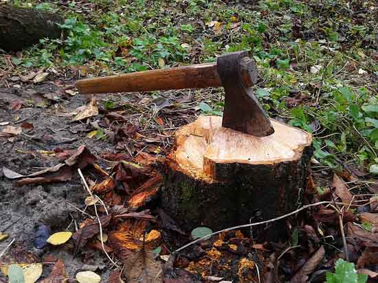 How To Remove a Tree Stump