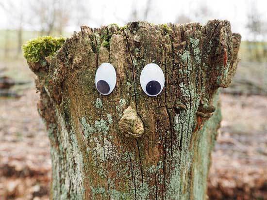How to Kill a Tree Stumps