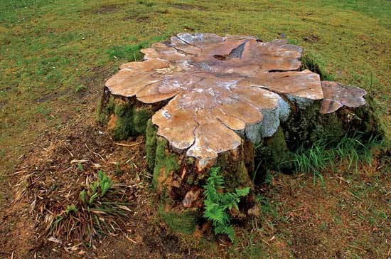 How to Killing Tree Stumps With Bleach