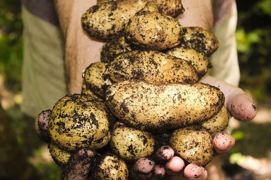 How to Store Potatoes From Garden