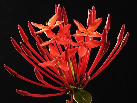Madder Rubia Tinctorum - Flowers That Start With M