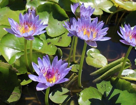Nymphaea - Flowers That Start With N