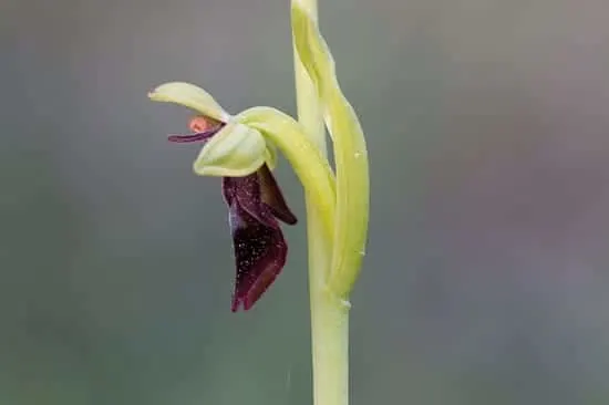 Ophrys Insectifera - Flowers That Start With O