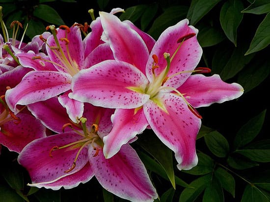 Oriental Lily Stargazer Lilium Orientalis - Flowers That Start With O