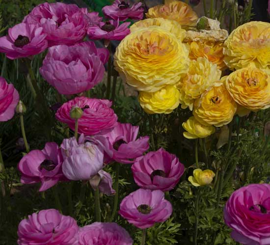 Persian Buttercup Ranunculus Asiaticus - Flowers That Start With P
