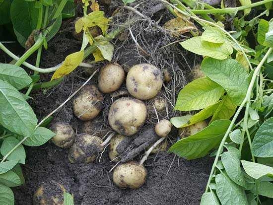 Potatoes Field Harvest
