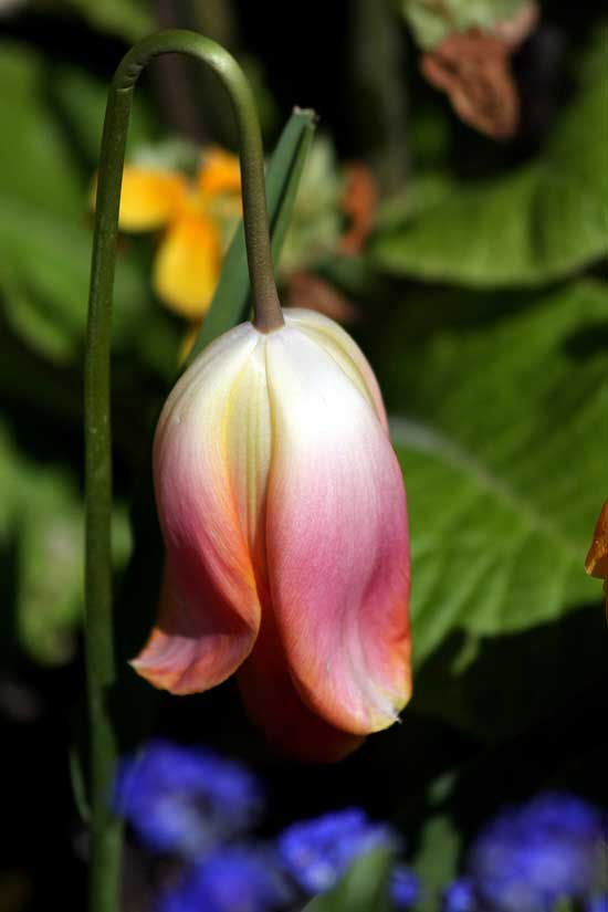 What to Do With Potted Tulips After They Bloom – We Are Not Going To Let You Toss Those Bulbs! 1