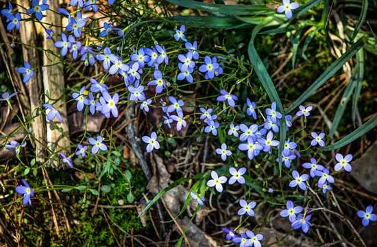 Quaker Ladies Azure Bluet Houstonia Caerulea - Flowers That Start With Q