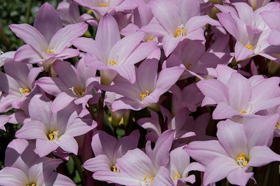 Rain Lily Zephyranthes - Flowers That Start With R
