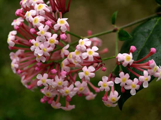 Rondeletia Rogiera Amoena - Flowers That Start With R
