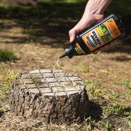 How to Killing a Tree Stump With Bleach Effectively & Easily? 1