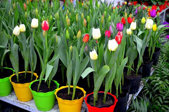 What to Do With Potted Tulips After They Bloom