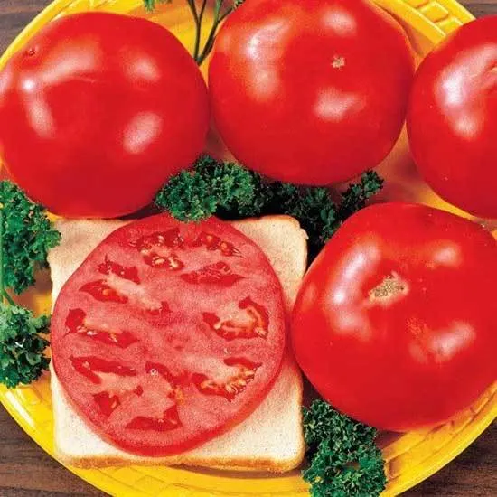11 Tips on How to Grow Tomatoes in Arizona 1