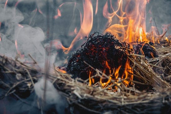 Dried Grass on Fire - How to Kill Pampas Grass