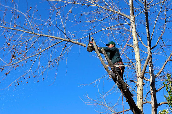 Get Rid of Mockingbirds by Pruning Tree