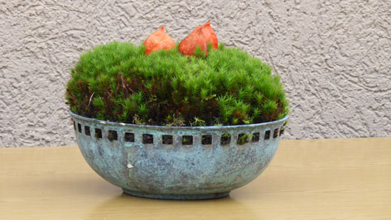 Grow Moss in Container