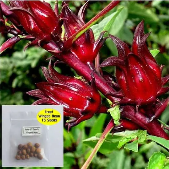 How to Grow Jamaican Sorrel? 10 Easy Tips for Beginners 1