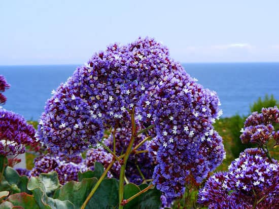 Sea Lavender Limonium - Flowers That Start With S