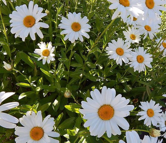 Shasta Daisy Leucanthemum x Superbum - Flowers That Start With S