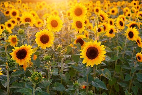 Sunflower Helianthus