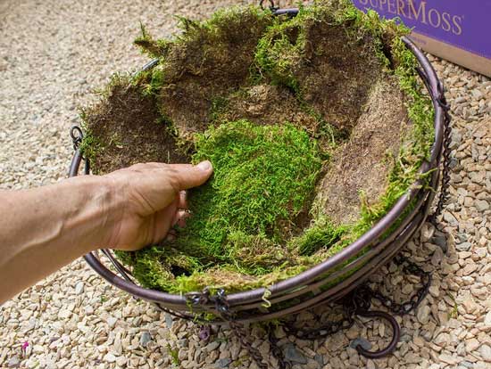 SuperMoss Preserved Sheet Moss - How to Grow Moss Indoors