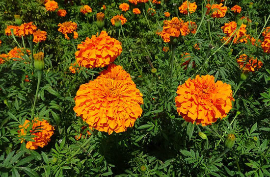 Tagetes Erecta Mexican Marigold - Flowers that Start with T