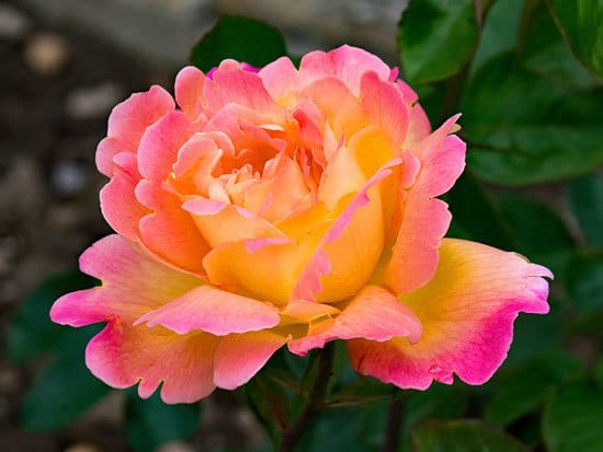 Tea Rose Hybrid Tea Rose Rosa Gloire de Dijon - Flowers that Start with T
