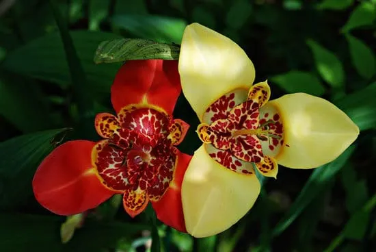 Tiger Flower Tigridia Tigridia Pavonia - Flowers that Start with T