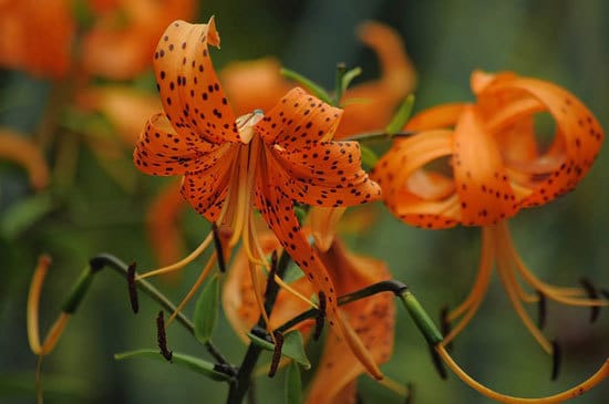 Tiger Lily Lilium Lancifolium - Flowers that Start with T