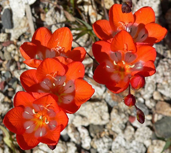 Tritonia Flame Freesia - Flowers that Start with T